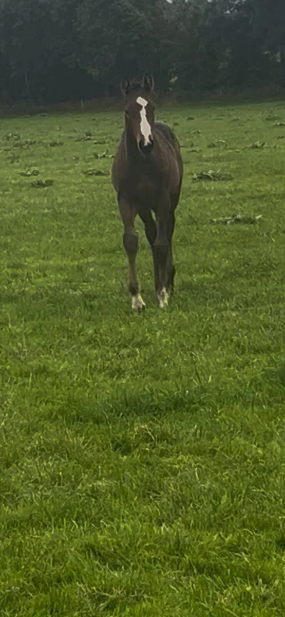 foal - Image 3