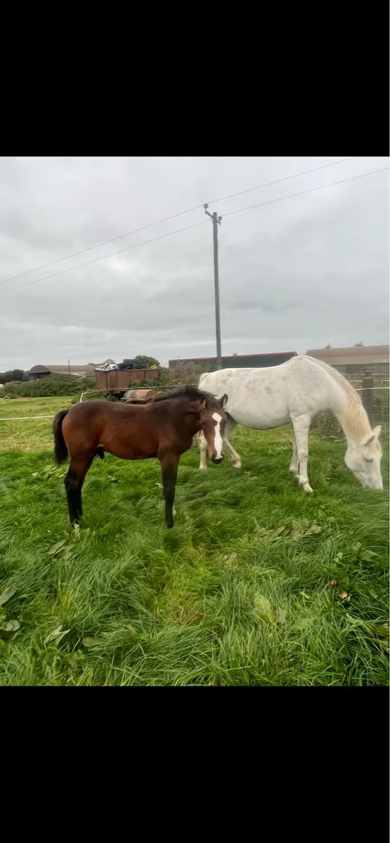 foal - Image 4