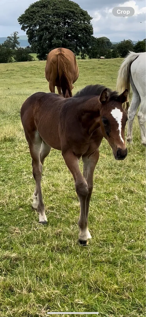 foal - Image 1