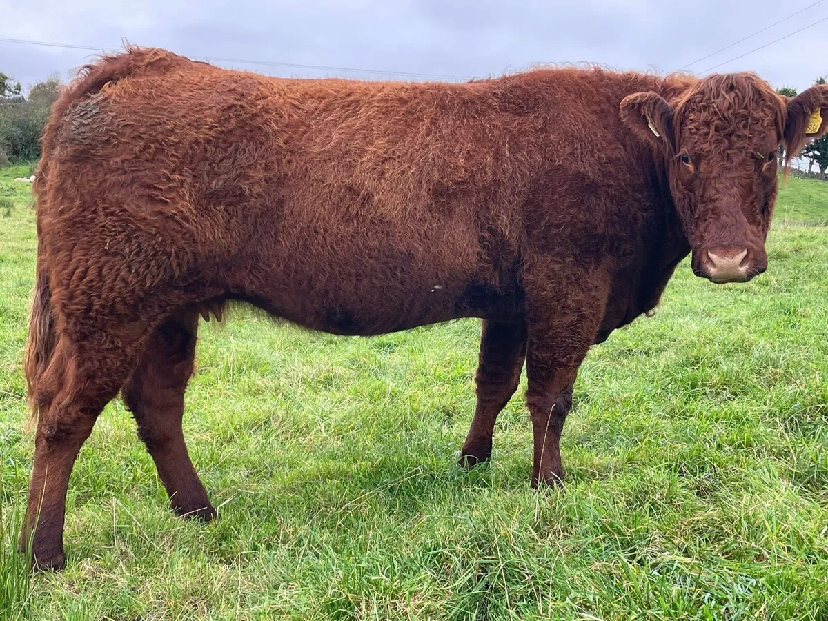 Salers Incalf  Ballymote Lot 2632