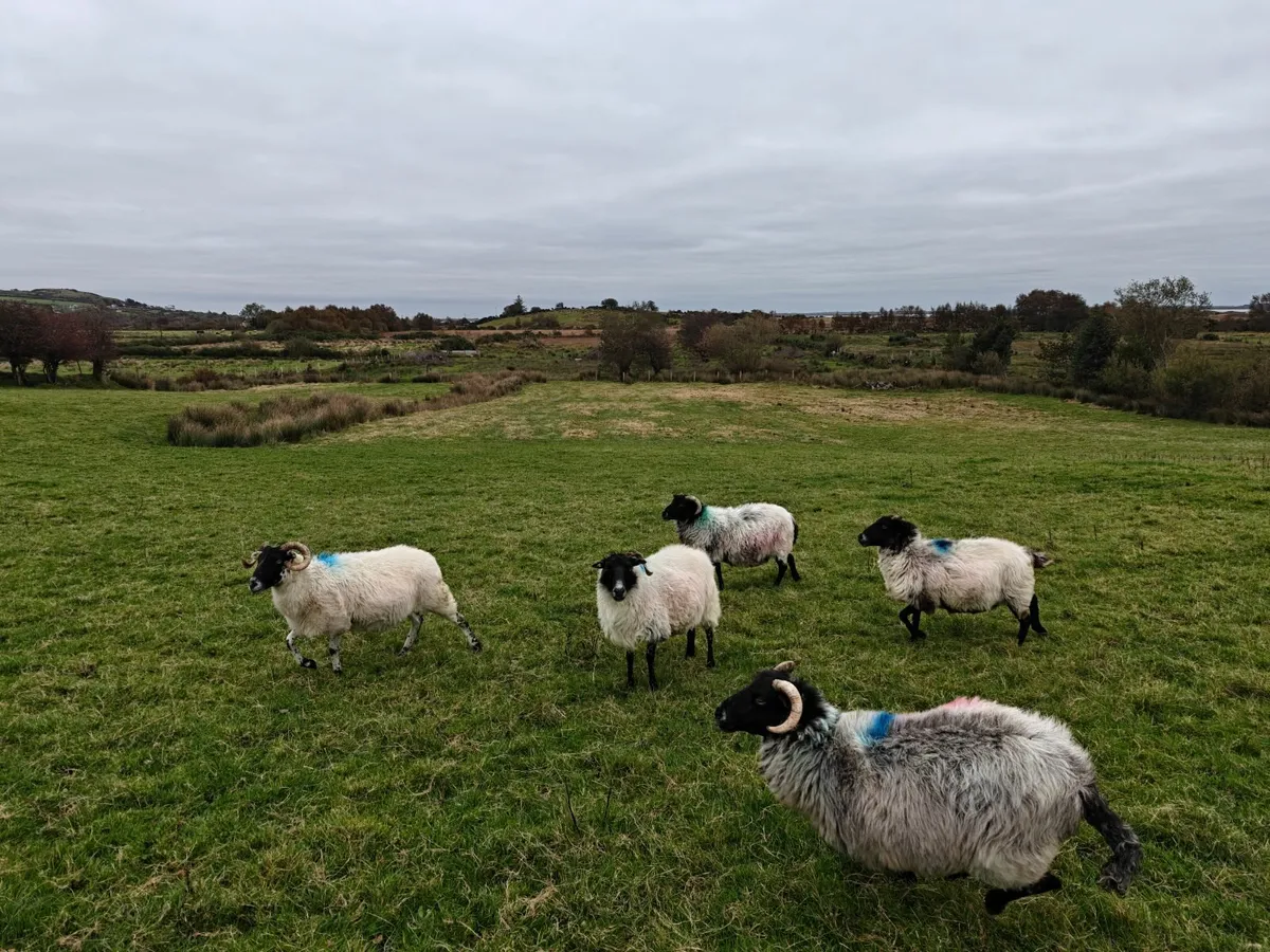 Mayo Mountain Ewes BM - Image 2
