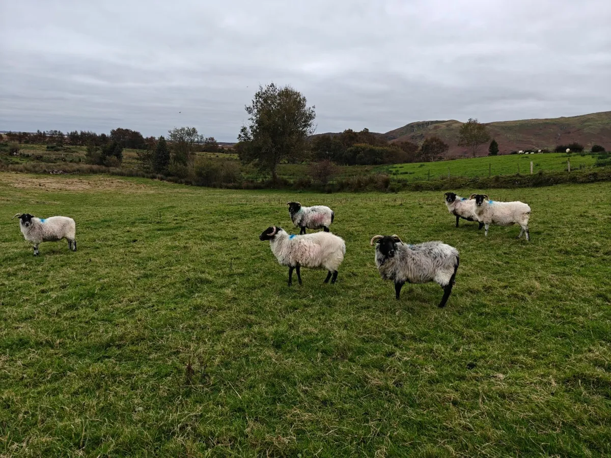 Mayo Mountain Ewes BM - Image 3