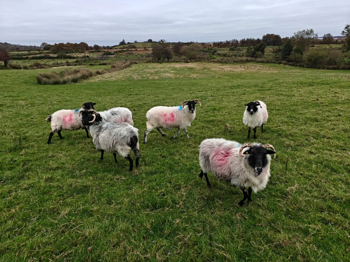 Mayo Mountain Ewes BM - Image 1