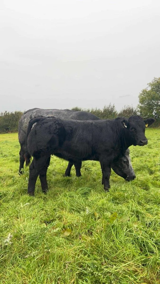Gort Mart: Thurs 16th Oct - Image 4