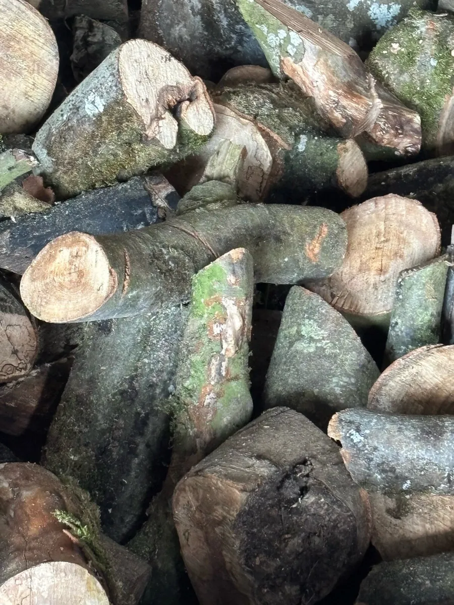 Firewood/timber hardwood - Image 4