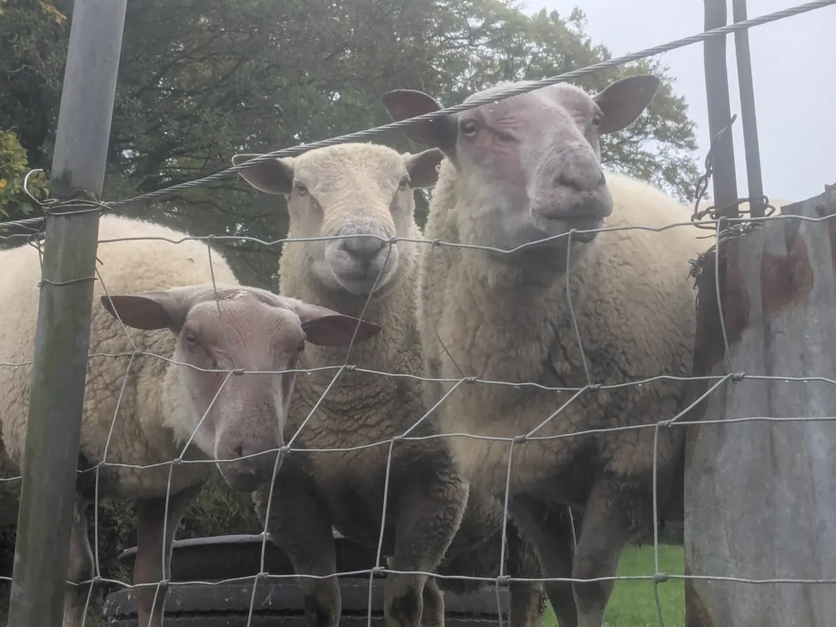 Charollais and,Rouge  shearling Rams - Image 1
