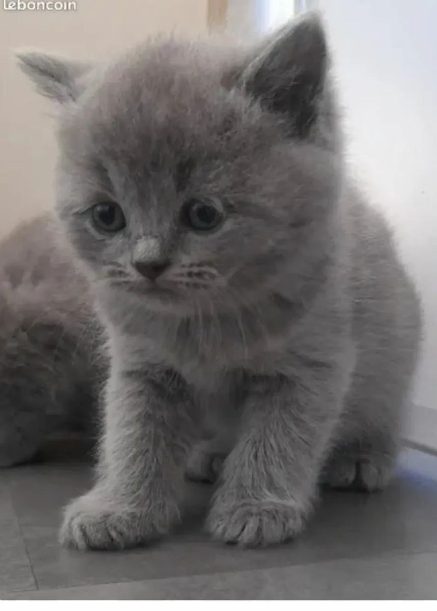 British shorthair  kittens 😸 - Image 2