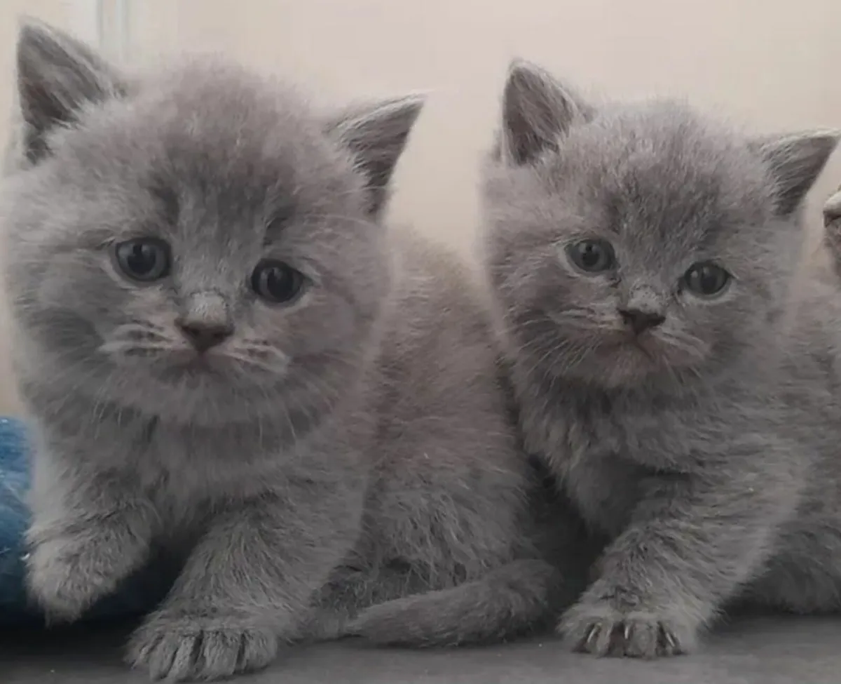 British shorthair  kittens 😸 - Image 3