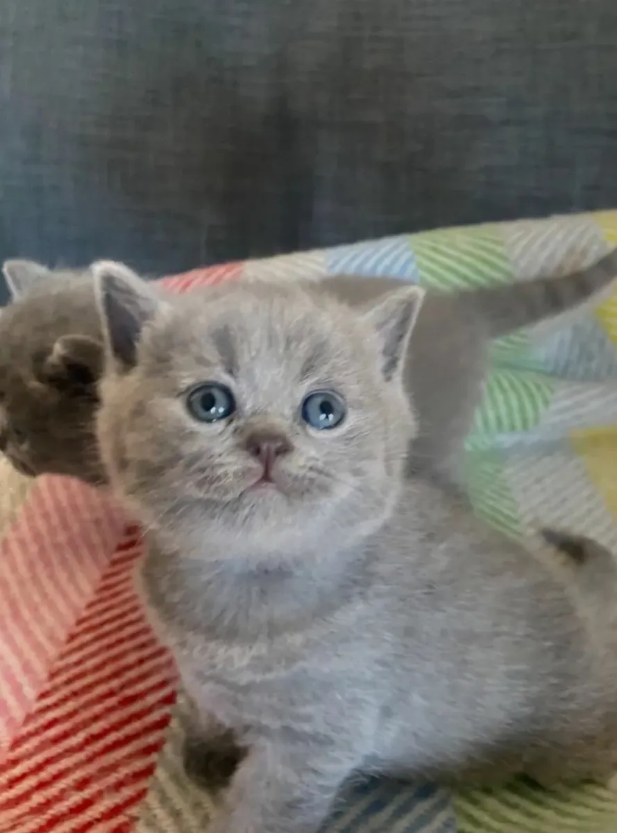 Blue British shorthair  kittens 😸 - Image 3