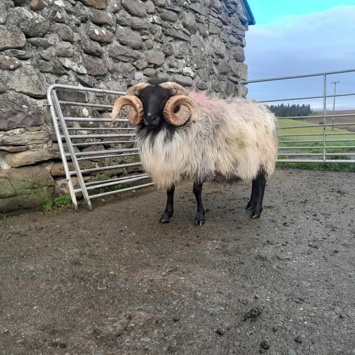4yr old Ram - Image 1