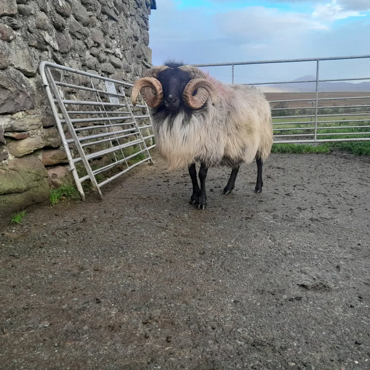 4yr old Ram - Image 2
