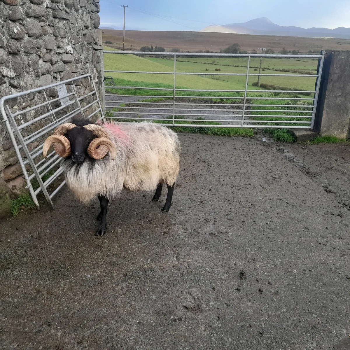 4yr old Ram - Image 3