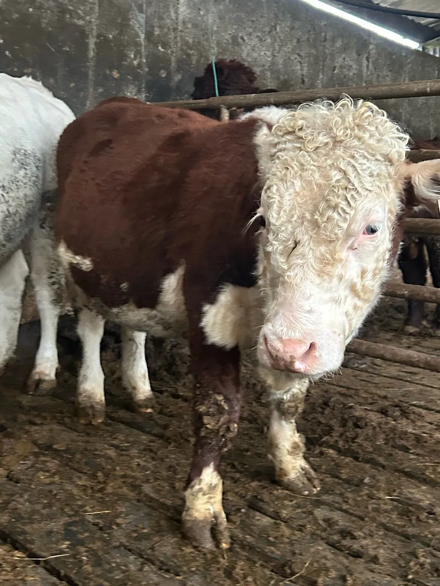 Pb  ai bred polled Hereford bull weaning - Image 1