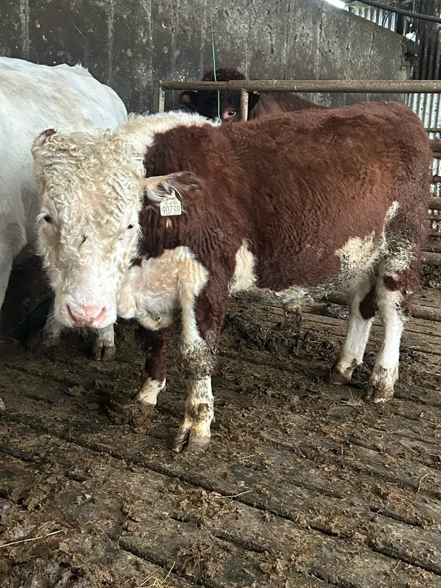 Pb  ai bred polled Hereford bull weaning - Image 2