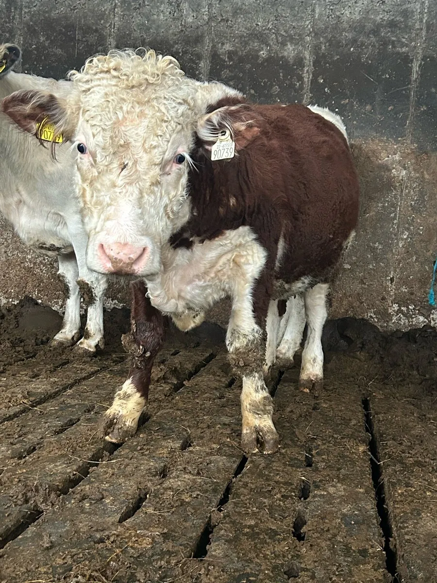 Pb  ai bred polled Hereford bull weaning - Image 3