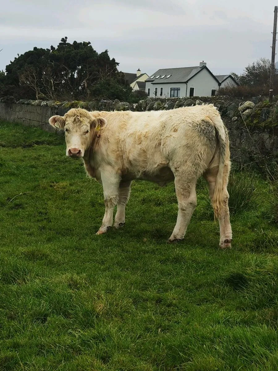 *****  Charolais PB Heifer. ***** - Image 1