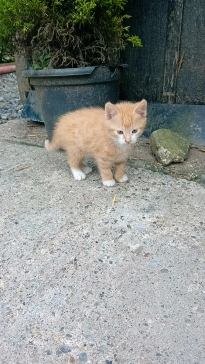 Kittens - Image 1