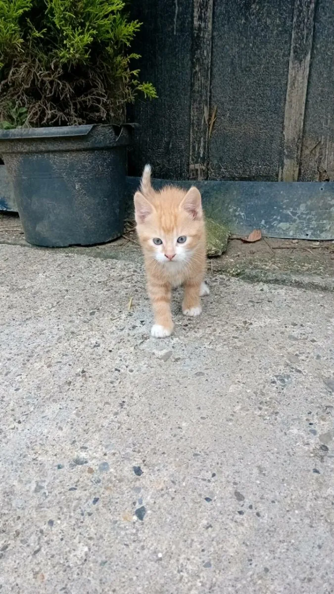 Kittens - Image 2
