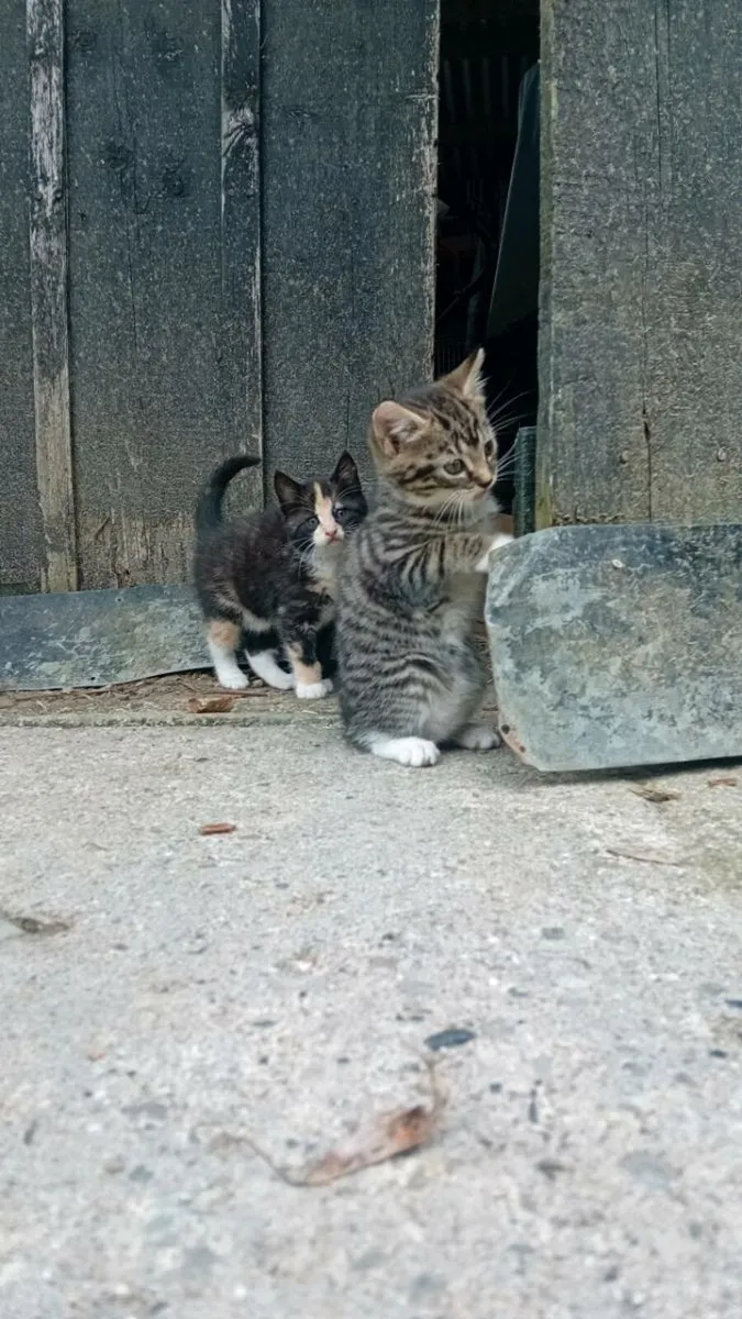 Kittens - Image 3