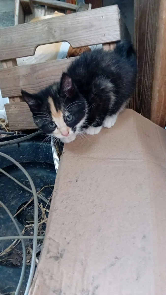 Kittens - Image 4