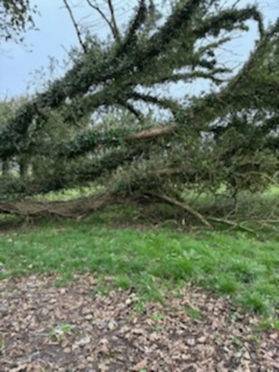 Timber - Image 1