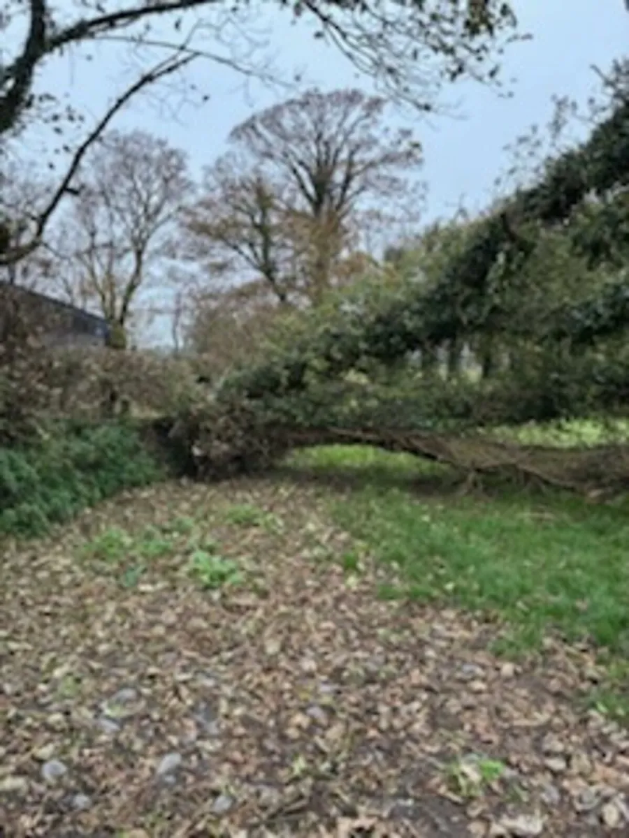 Timber - Image 2