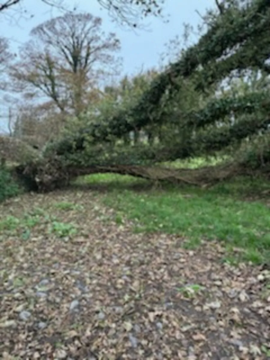 Timber - Image 3