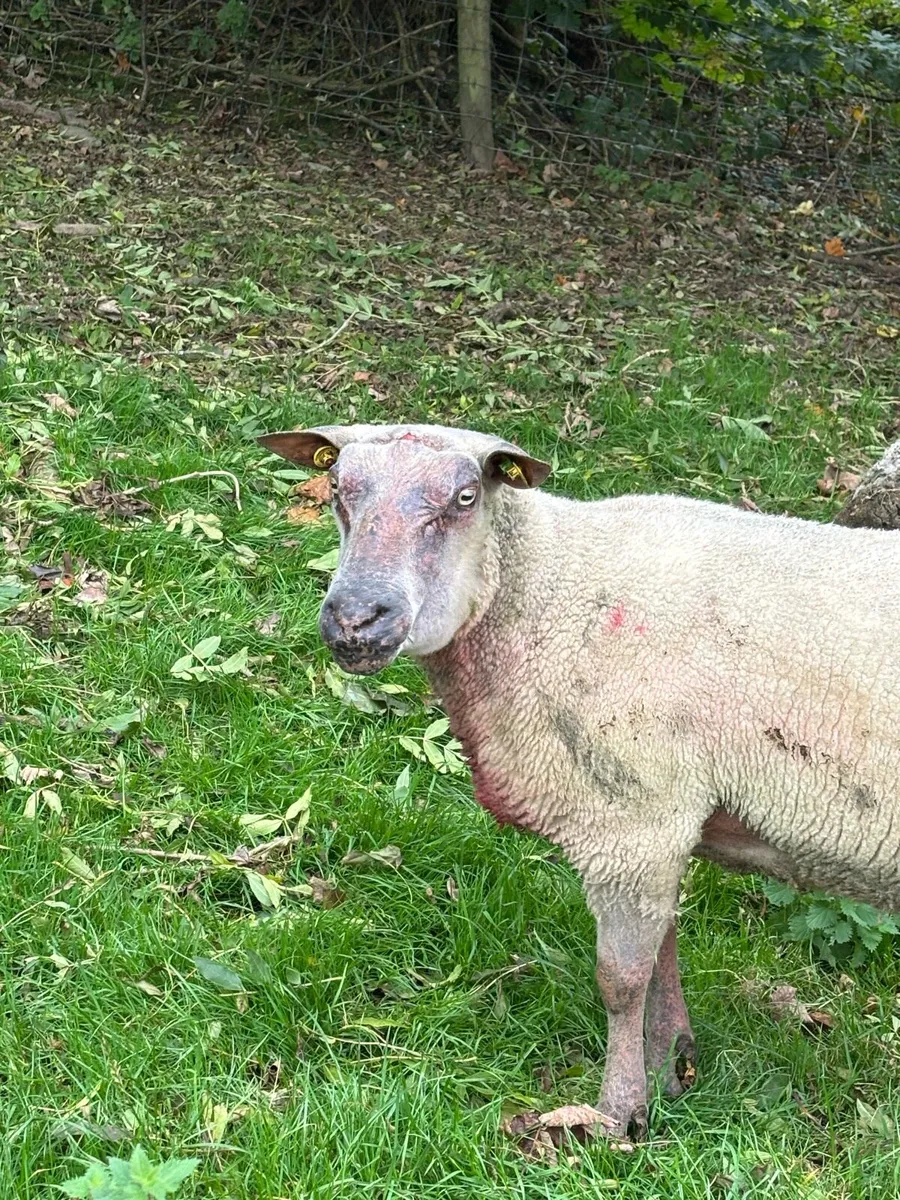 Rouge Ram - Image 1