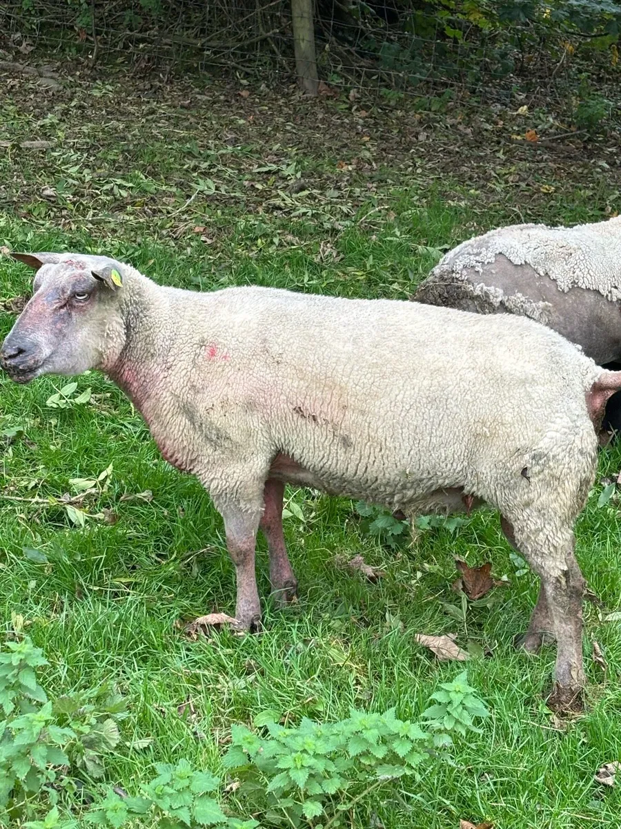 Rouge Ram - Image 2