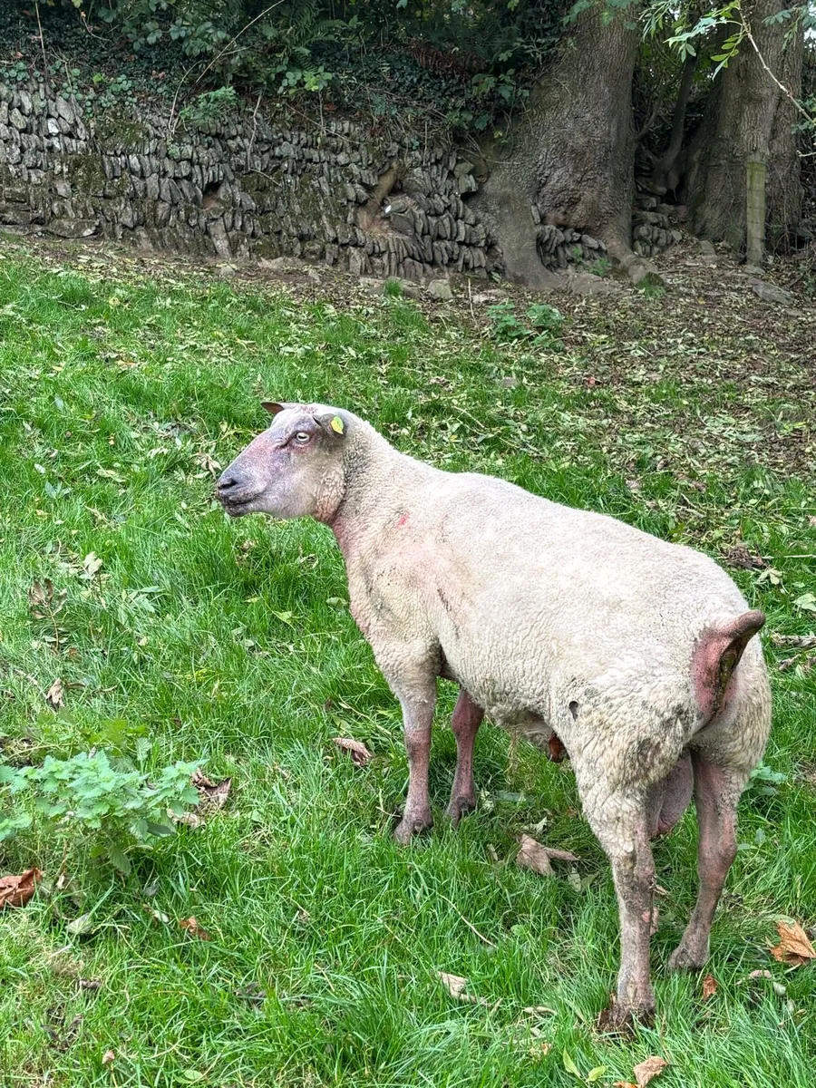 Rouge Ram - Image 3