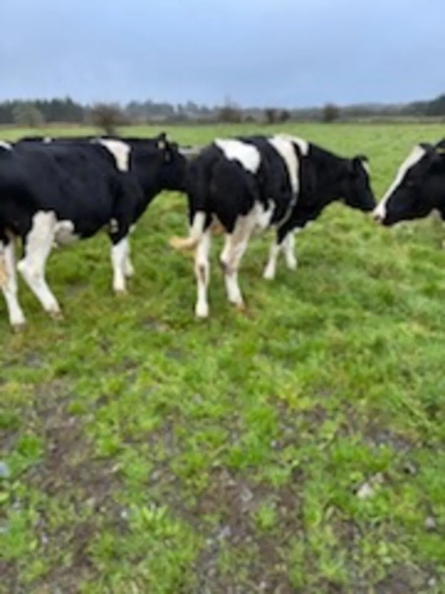 Cattle - Image 1