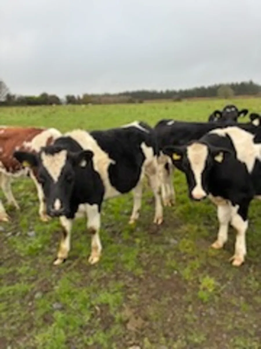 Cattle - Image 2