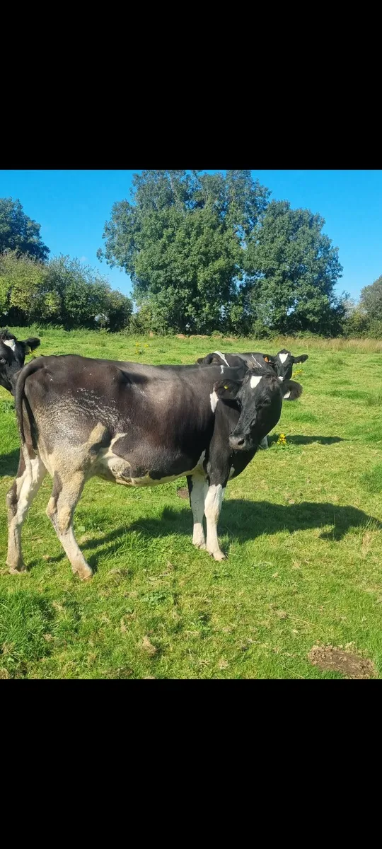 In Calf Cows - Image 2