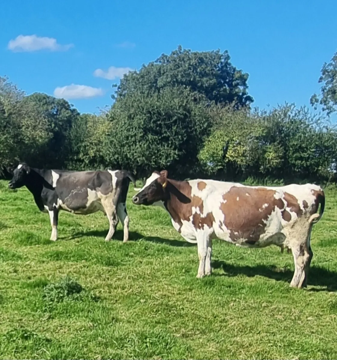In Calf Cows - Image 3