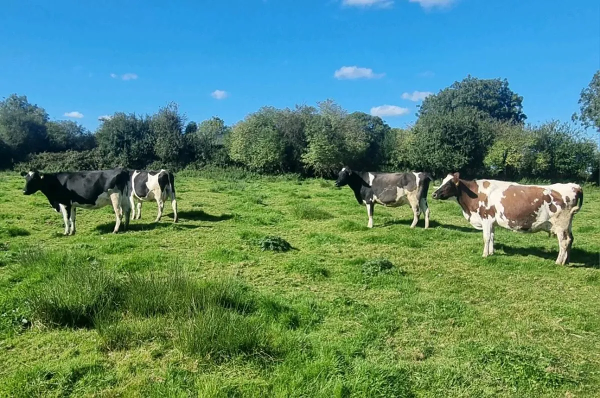 In Calf Cows - Image 4
