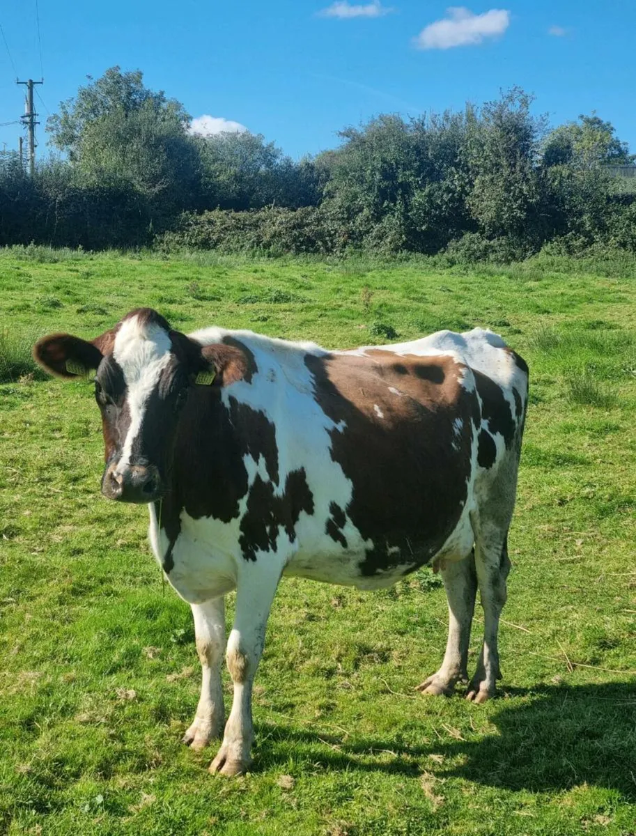 In Calf Cows - Image 1
