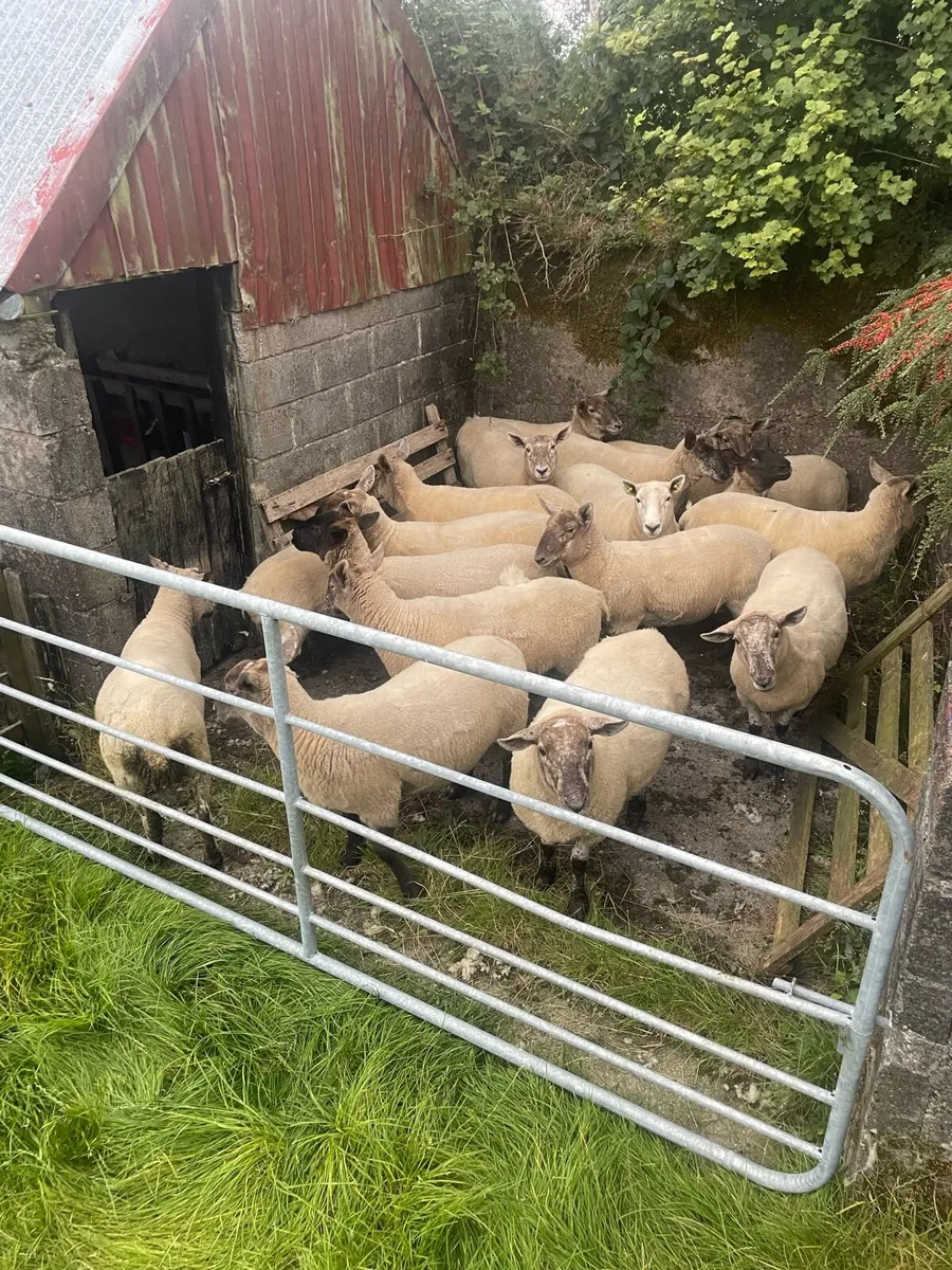 Speckled Hoggets - Image 1
