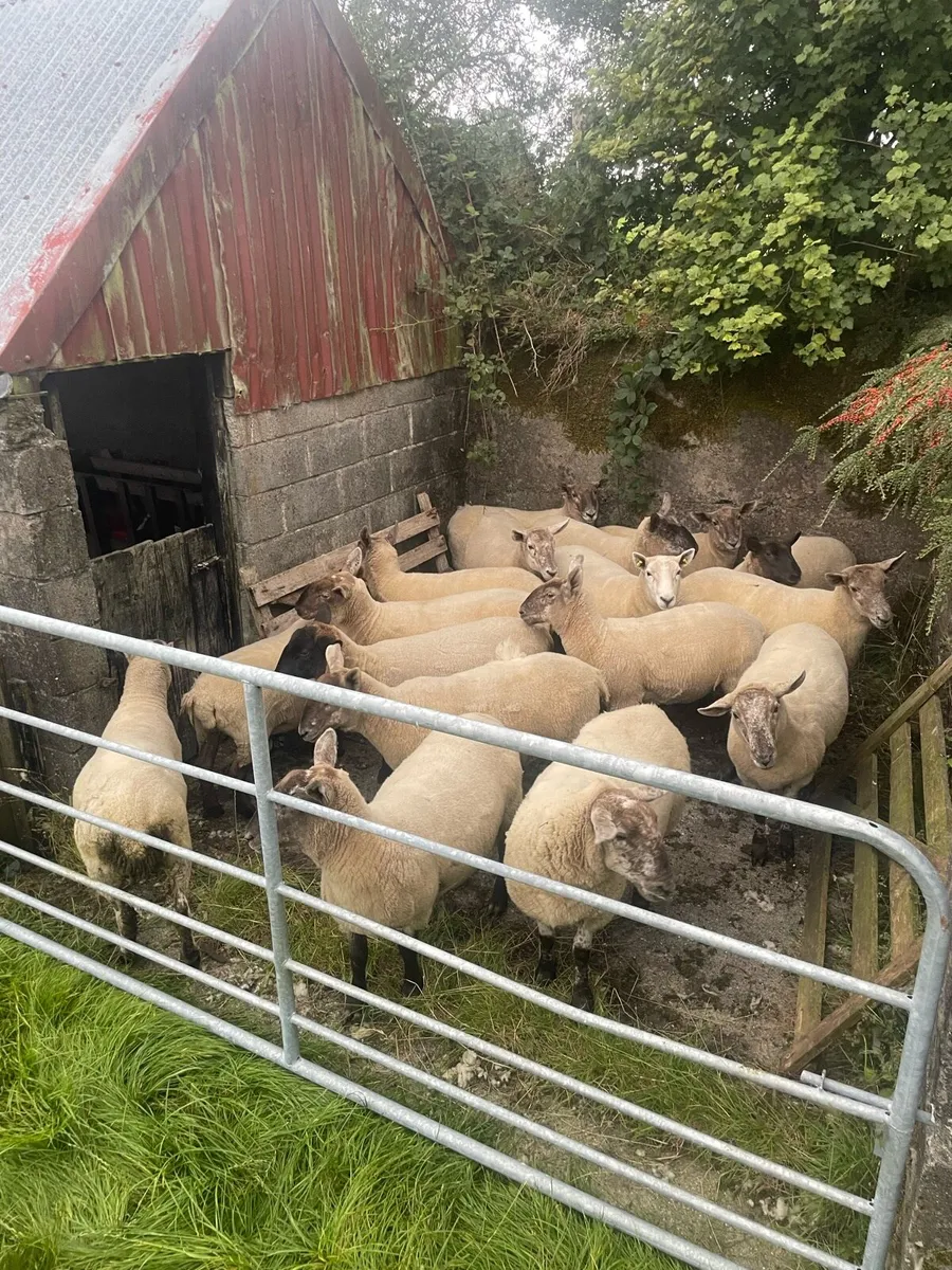 Speckled Hoggets - Image 2