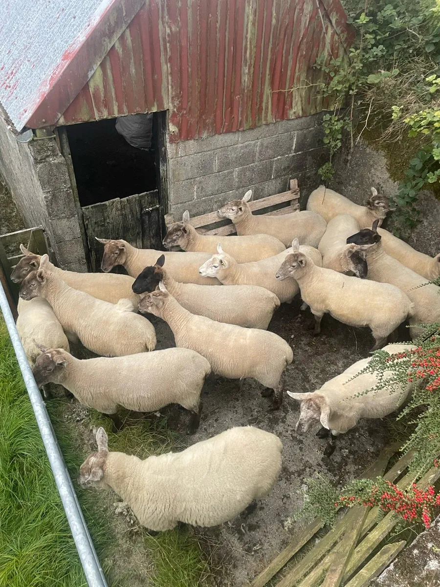 Speckled Hoggets - Image 3