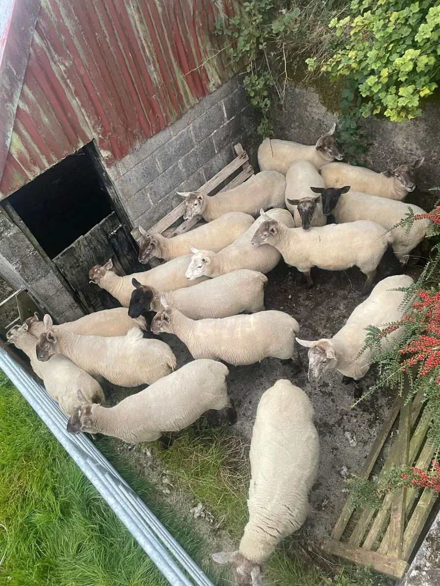 Speckled Hoggets - Image 4
