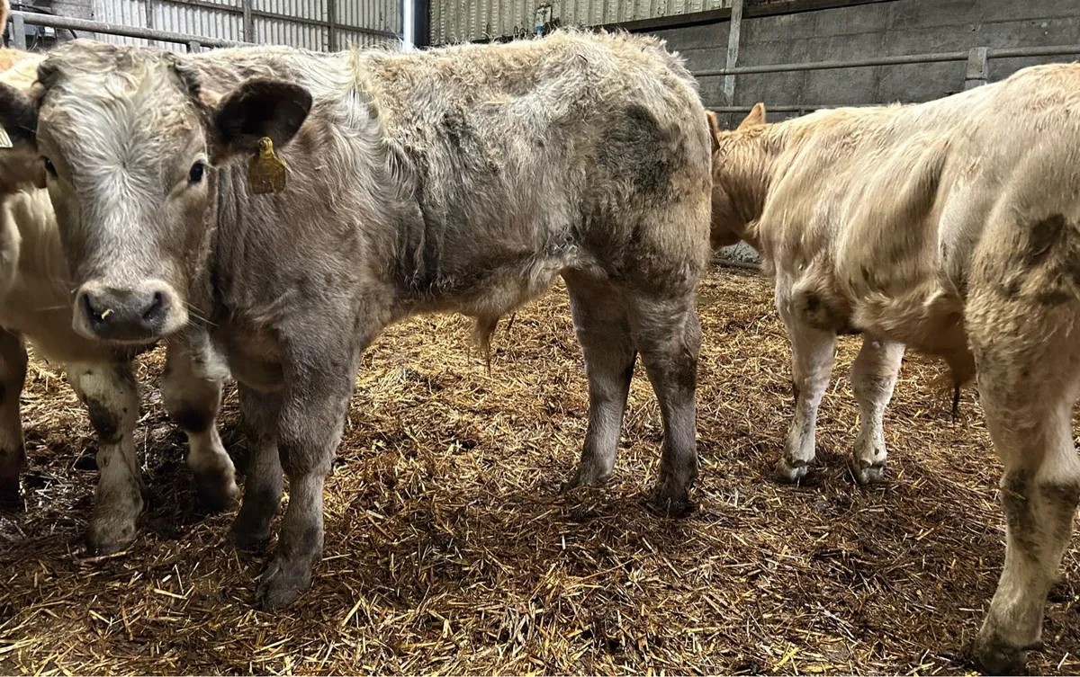 4 Charolais bull weanlings - Image 1