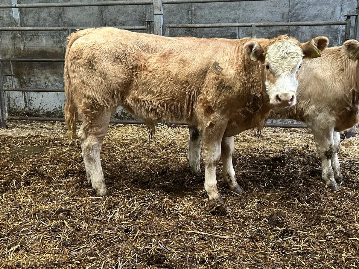4 Charolais bull weanlings - Image 2