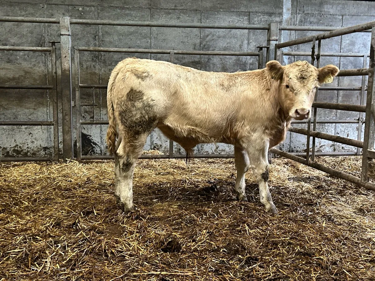 4 Charolais bull weanlings - Image 3