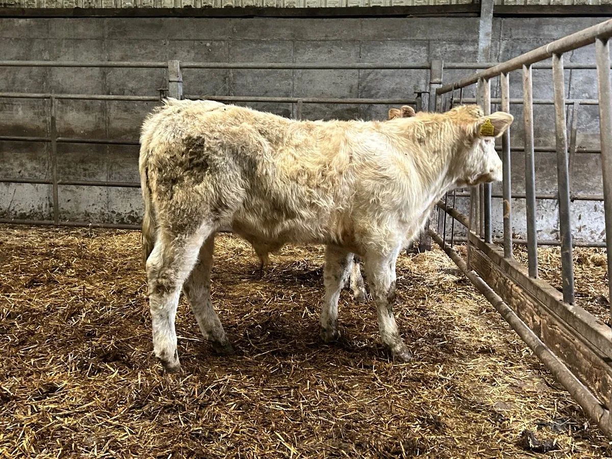4 Charolais bull weanlings - Image 4