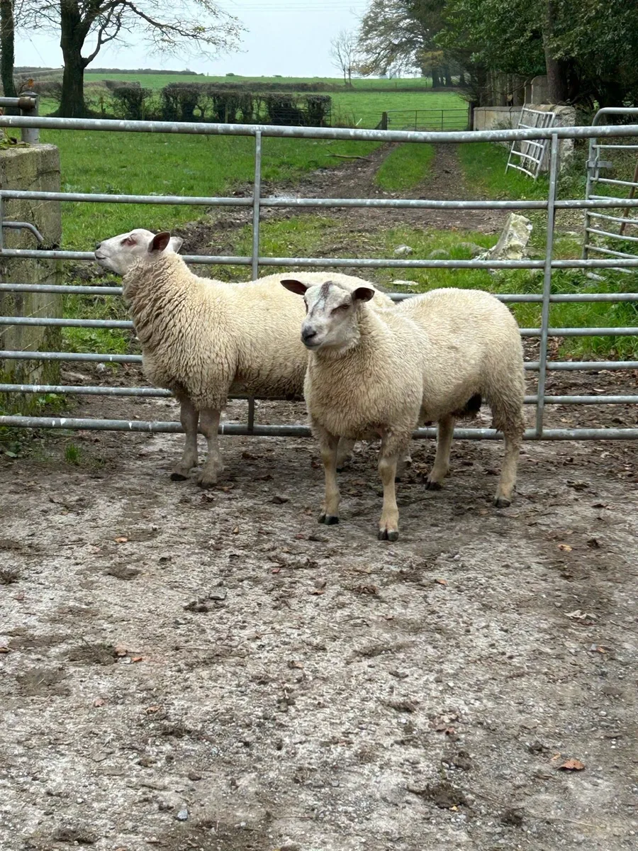 Pbnr rams - Image 1