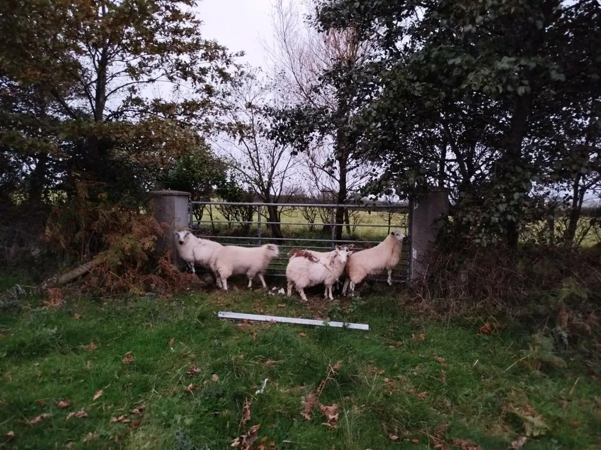 Ram lambs - Image 1