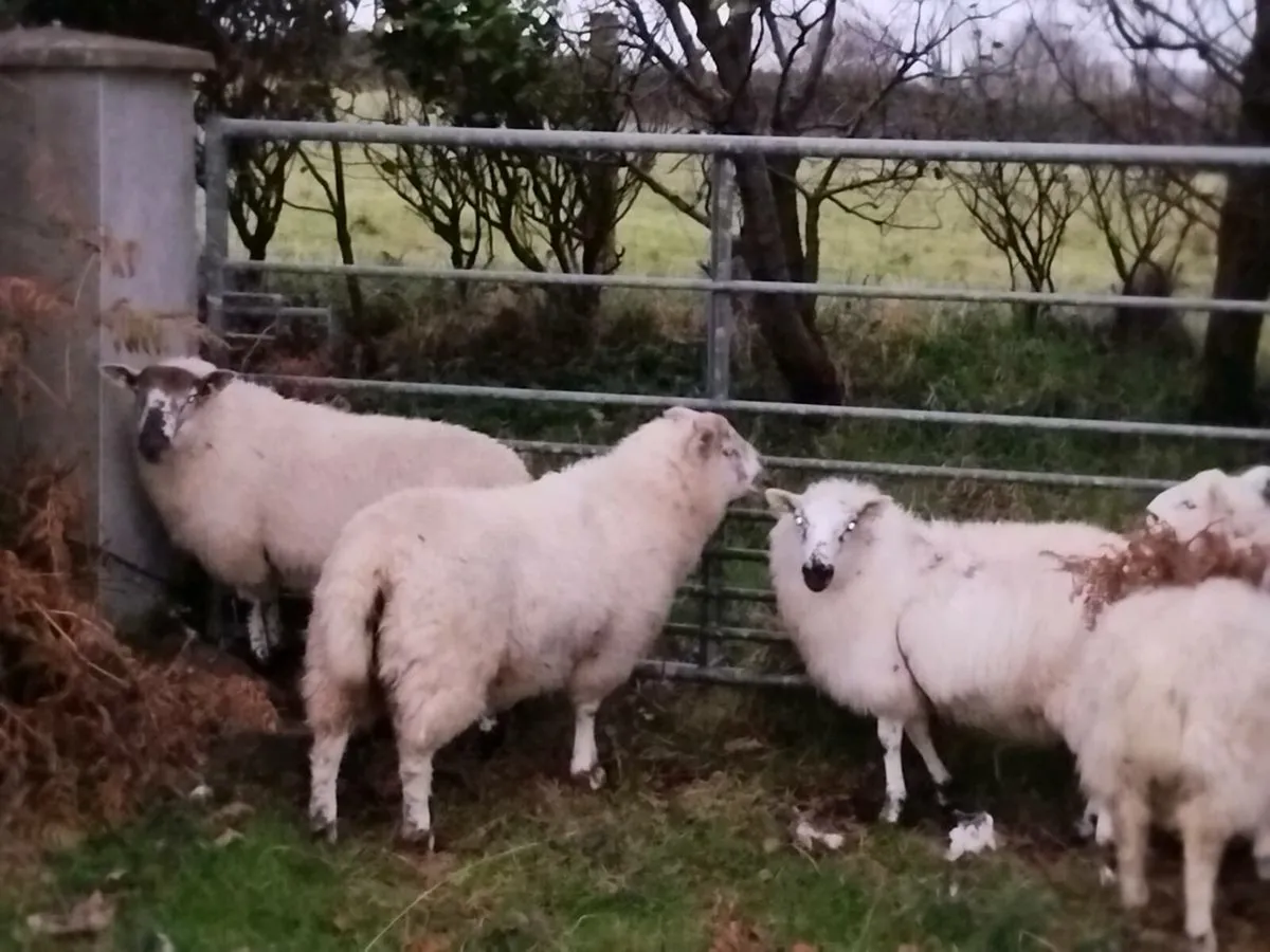 Ram lambs - Image 2