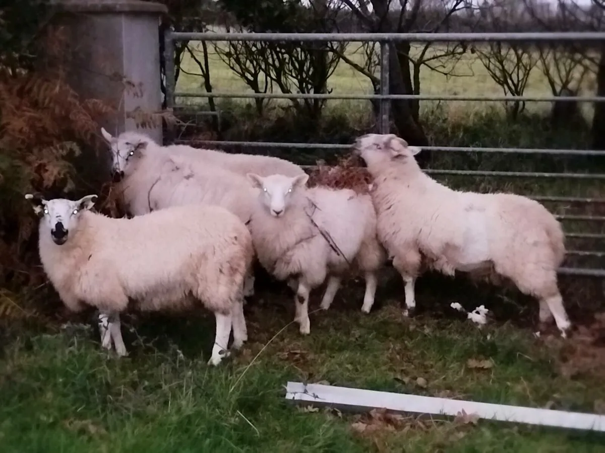 Ram lambs - Image 3