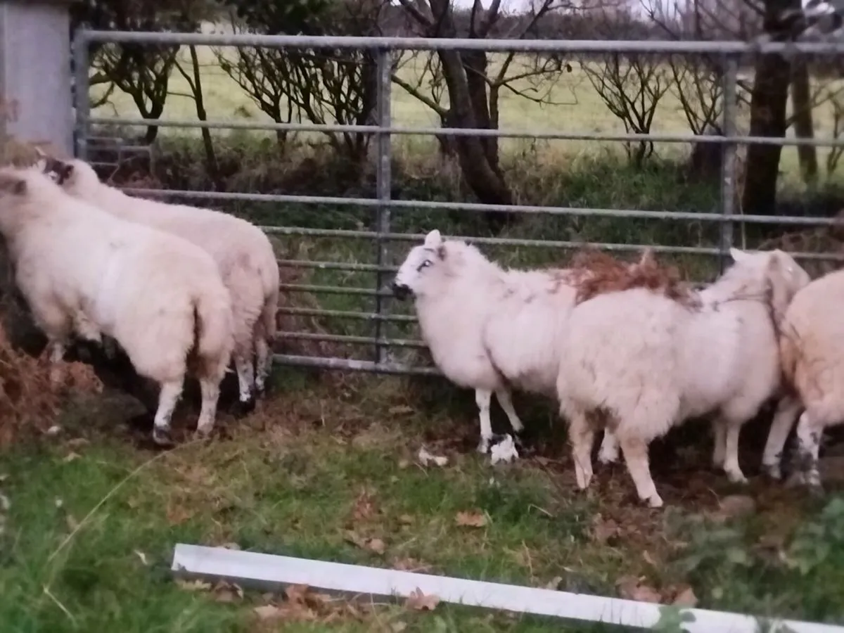 Ram lambs - Image 4