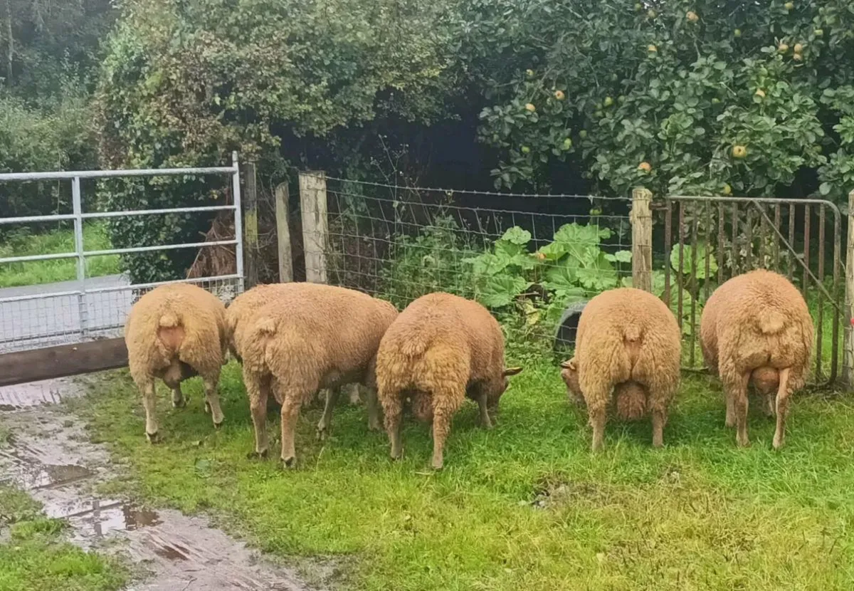 Pedigree Charollais Rams